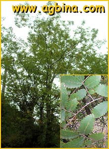   ( Zelkova carpinifolia )