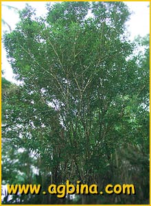   ( Zygia longifolia )