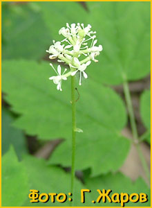   (Actaea erythrocarpa )