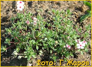   / - ( Androsace / Primula villosa / koso-poljanskii ) 