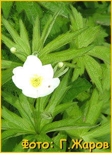    (  Anemone canadensis  )