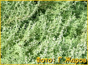  / ( Artemisia pontica )