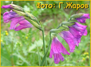  (Gladiolus communis)