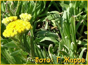  /   ( Helichrysum petiolare / Gnaphalium lanatum )