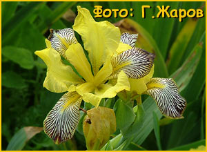   ( Iris variegata )