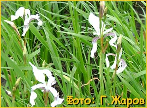   ( Iris halophila )