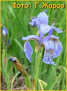   ( Iris sibirica )