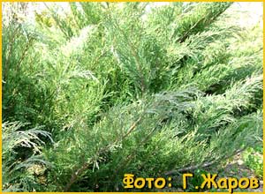   ( Juniperus sabina )