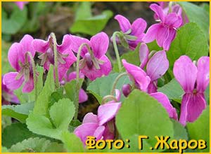   ( Viola odorata Rubriflora )