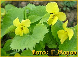   (Viola uniflora)