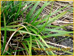    ( Carex acuta )