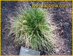   ( Carex remota )
