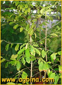   (Coffea stenophylla )
