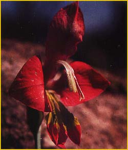   ( Gladiolus alatus / Hebea   alata  )