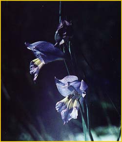   ( Gladiolus carinatus )