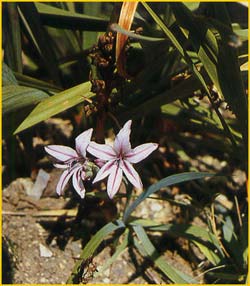   .  ( Gladiolus floribundus ssp. floribundus )