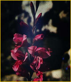   ( Gladiolus gazensis )