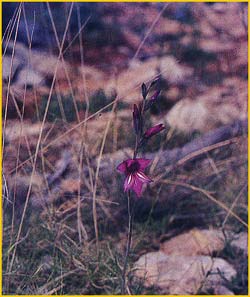    ( Gladiolus illyricus / tenuiflorus )