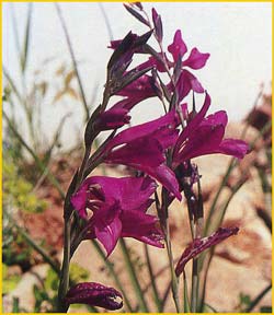    ( Gladiolus italicus )