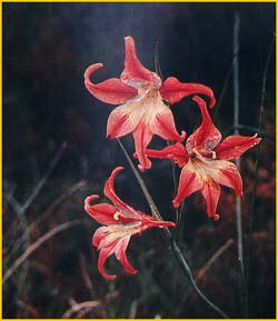   ( Gladiolus liliaceus )