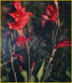    ( Gladiolus melleri )