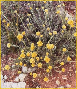  ( Helichrysum conglobatum )