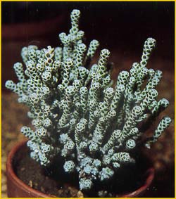   ( elichrysum coralloides / Ozothamnus coralloides )
