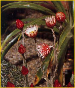     ( Helichrysum meyeri-johannis )