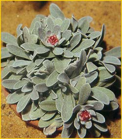   ( elichrysum sibthorpii )