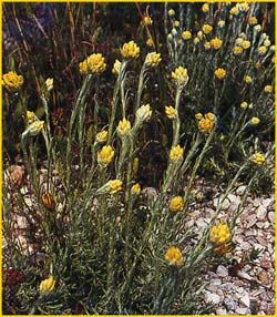    ( Helichrysum stoechas )