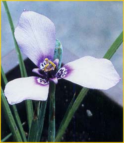   ( Herbertia lahue ssp. caerulea )
