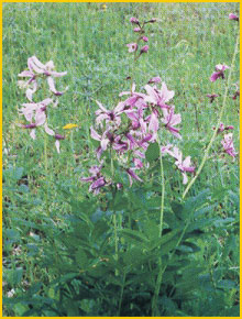   ( Dictamnus albus ) Flore de lIran