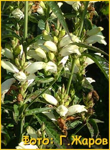   (Chelone obliqua alba)