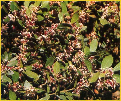   ( Acocanthera   oppositifolia  / venenata   / Carissa acocanthera )