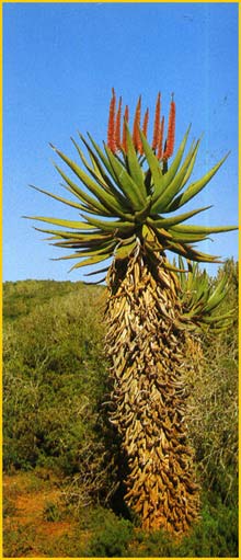   ( Aloe ferox / supralaevis )