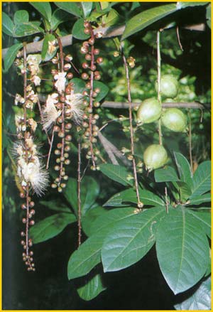   ( Barringtonia racemosa )