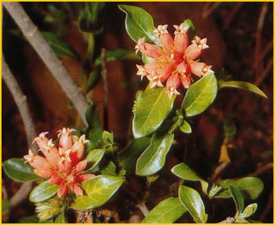  ( Burchellia bubalina / capensis )