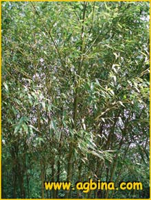   ( Phyllostachys parvifolia )