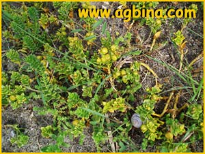   ( Honckenya peploides / Arenaria peploides )