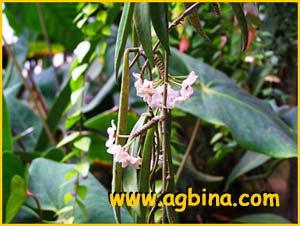   ( Hoya longifolia )