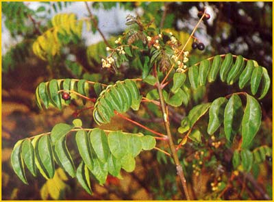   ( Clausena anisata / anisum-olens )