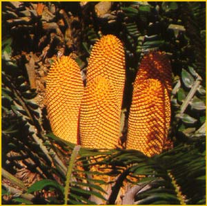   ( Encephalartos woodii )