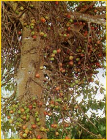   ( Ficus capensis )