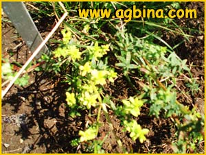   ( Linaria genistifolia )
