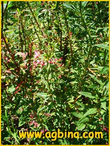  /  ( Lopezia racemosa / hirsuta / mexicana )