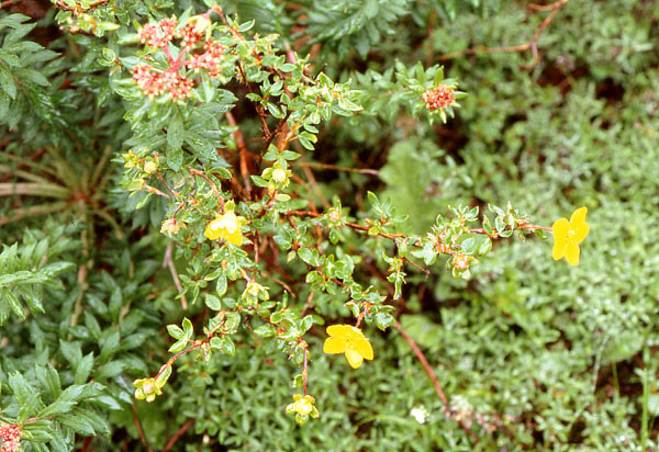   .  ( Potentilla fruticosa var. arbuscula )