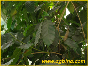   /  /  ( Coffea canephora / robusta ), 