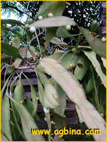   ( Cereus ramulosus / Pseudorhipsalis ramulosa )
