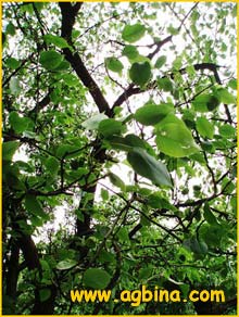   ( Pyrus pyrifolia )