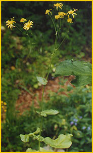   ( Doronicum hyrcanum ) Flore de lIran